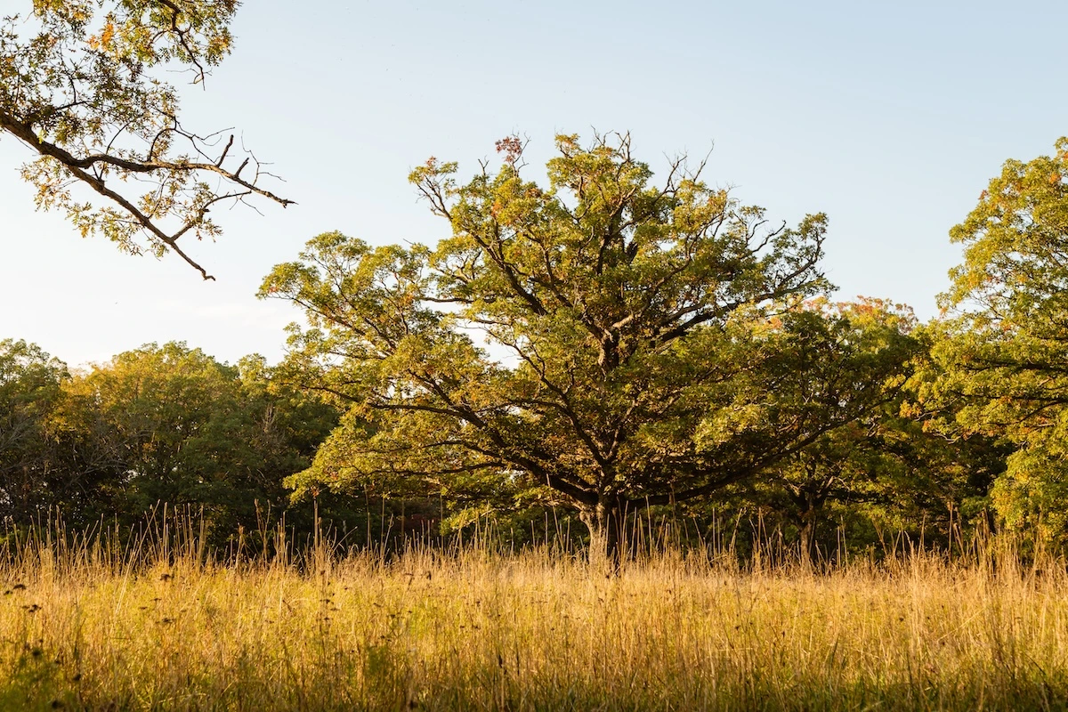 Big Burr Oak on the Prairie at Honey Creek State Park